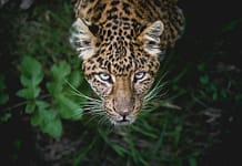 Get inside the hidden world of the mysterious jaguar