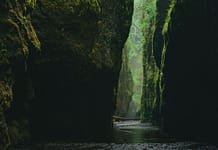 What archaeology is telling us about our forests